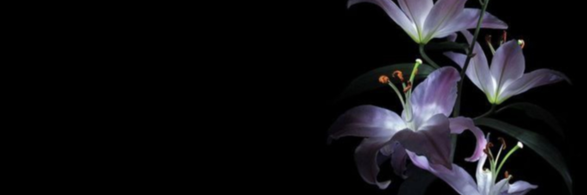 Новые коллекции